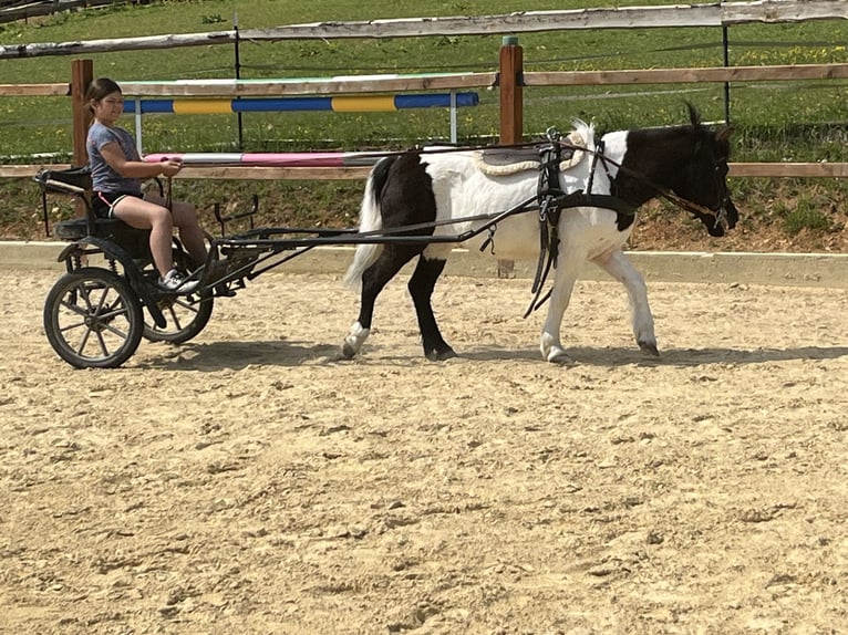 Shetland Ponys Stute 14 Jahre 114 cm Schecke in Ursensollen