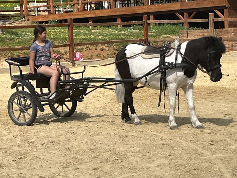 Shetland Ponys Stute 14 Jahre 114 cm Schecke in Ursensollen