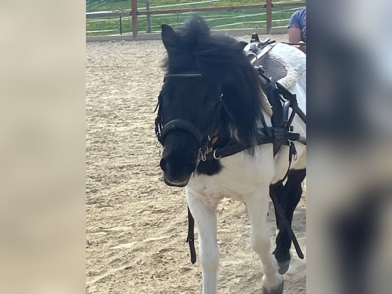 Shetland Ponys Stute 14 Jahre 114 cm Schecke in Ursensollen