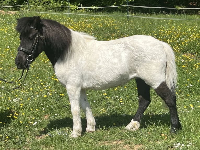 Shetland Ponys Stute 14 Jahre 114 cm Schecke in Ursensollen
