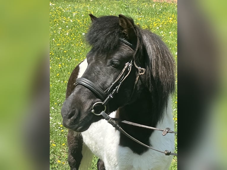 Shetland Ponys Stute 14 Jahre 114 cm Schecke in Ursensollen