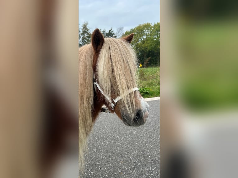 Shetland Ponys Stute 14 Jahre 81 cm Fuchs in Hoevelaken
