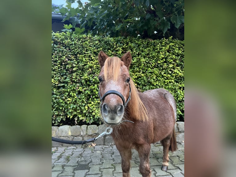 Shetland Ponys Stute 14 Jahre 88 cm Fuchs in Hamminkeln