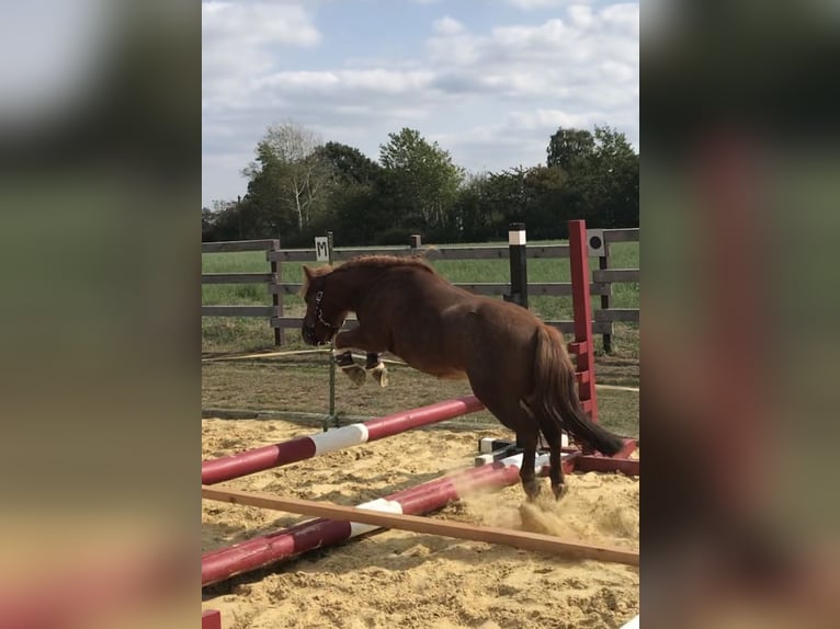 Shetland Ponys Stute 14 Jahre 88 cm Fuchs in Hamminkeln