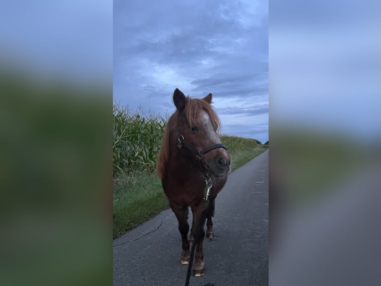 Shetland Ponys Stute 14 Jahre 88 cm Fuchs in Hamminkeln