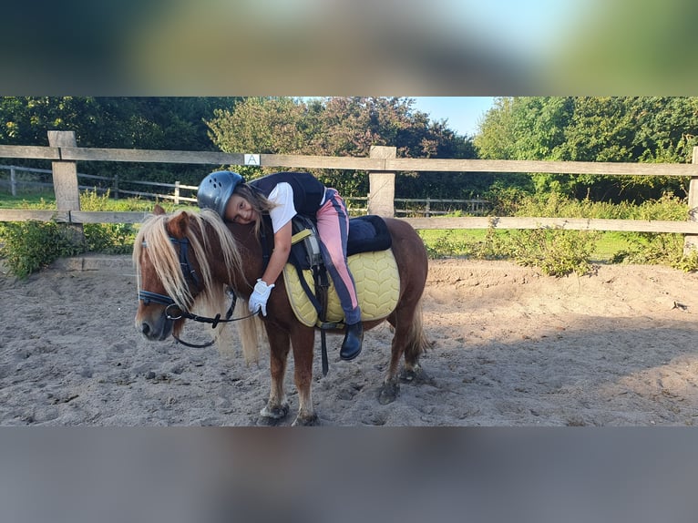 Shetland Ponys Stute 14 Jahre 90 cm Fuchs in Timmendorfer Strand