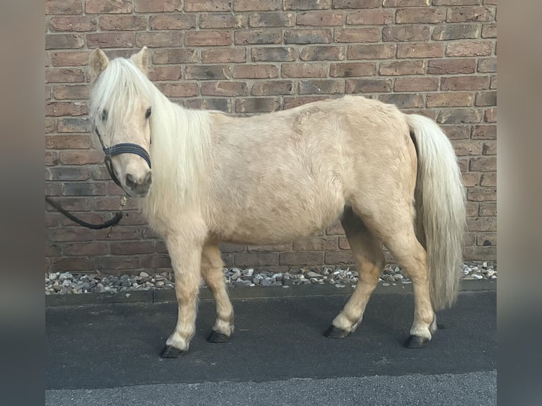 Shetland Ponys Stute 14 Jahre 90 cm Palomino in Niederkassel