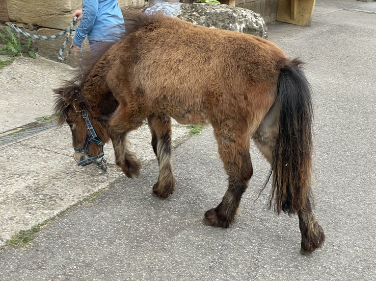 Shetland Ponys Stute 14 Jahre 92 cm Tigerschecke in Forchtenberg