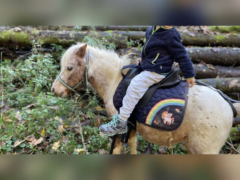 Shetland Ponys Stute 14 Jahre 92 cm Tigerschecke in Forchtenberg
