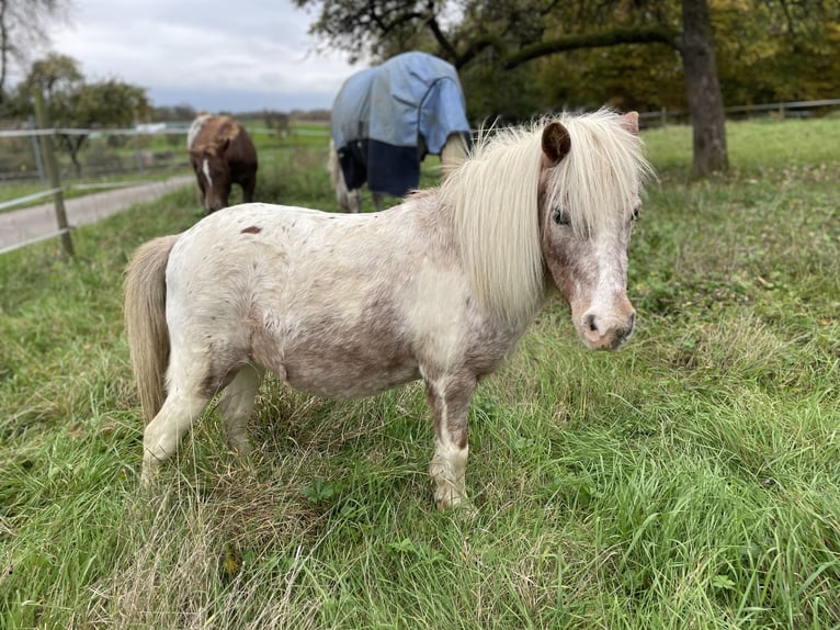 Shetland Ponys Stute 14 Jahre 92 cm Tigerschecke in Forchtenberg