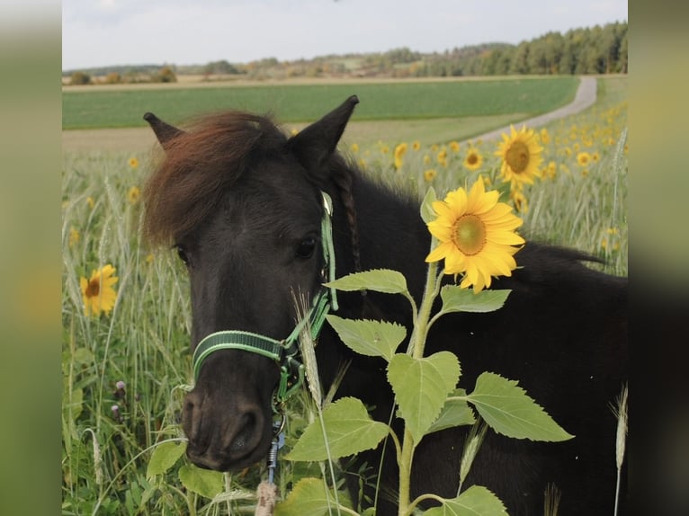 Shetland Ponys Stute 14 Jahre 94 cm Schwarzbrauner in Gechingen