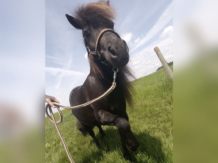 Shetland Ponys Stute 14 Jahre 94 cm Schwarzbrauner in Gechingen