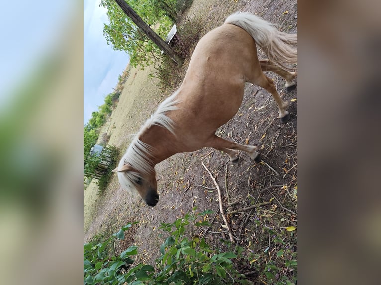 Shetland Ponys Stute 14 Jahre 95 cm Palomino in Uckerland