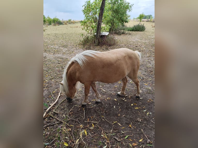 Shetland Ponys Stute 14 Jahre 95 cm Palomino in Uckerland