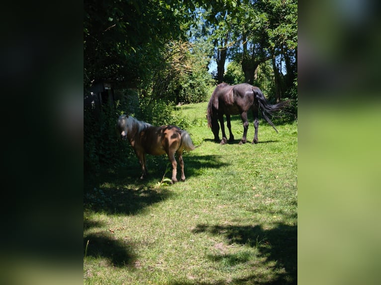 Shetland Ponys Stute 14 Jahre 95 cm Palomino in Uckerland