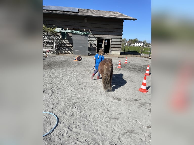 Shetland Ponys Stute 14 Jahre 97 cm Fuchs in H&#xF6;chst