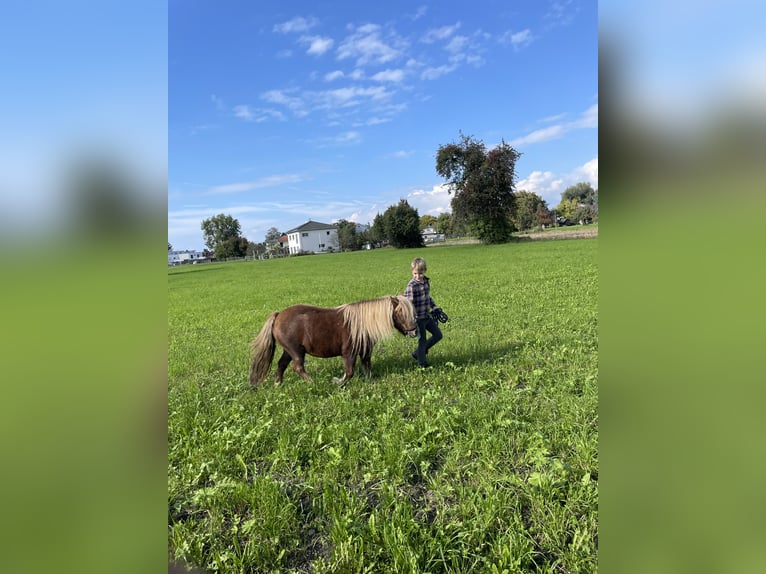 Shetland Ponys Stute 14 Jahre 97 cm Fuchs in H&#xF6;chst