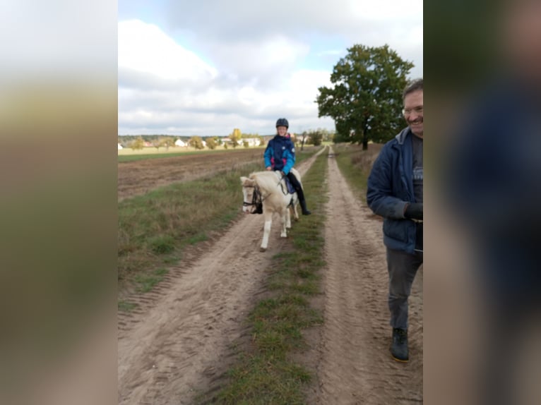 Shetland Ponys Stute 14 Jahre in Friedland