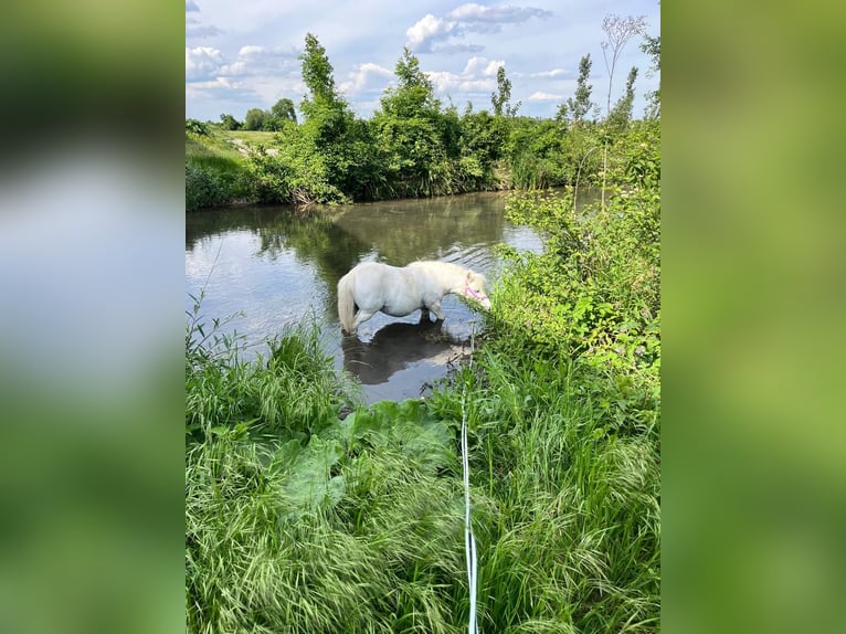 Shetland Ponys Mix Stute 14 Jahre Schimmel in Unterwaltersdorf