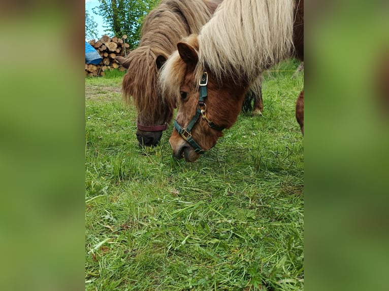 Shetland Ponys Stute 15 Jahre 100 cm Dunkelfuchs in Seifhennersdorf