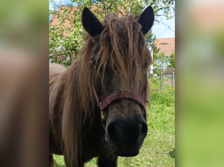 Shetland Ponys Stute 15 Jahre 100 cm Dunkelfuchs in Seifhennersdorf