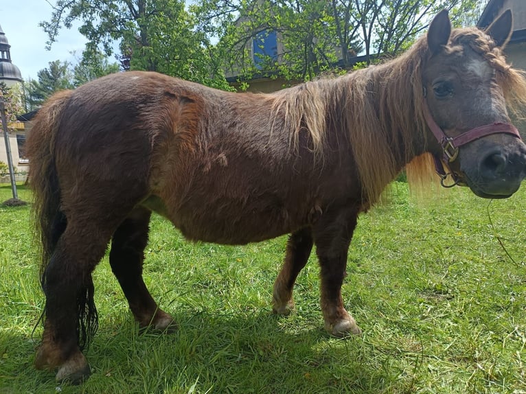 Shetland Ponys Stute 15 Jahre 100 cm Dunkelfuchs in Seifhennersdorf