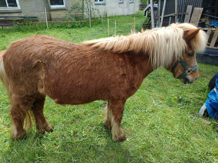 Shetland Ponys Stute 15 Jahre 100 cm Dunkelfuchs in Seifhennersdorf