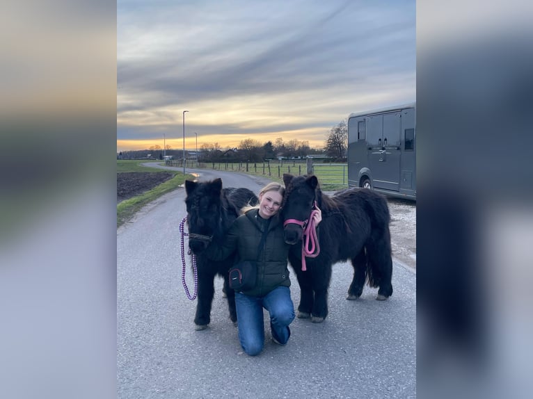 Shetland Ponys Stute 15 Jahre 100 cm Rappe in Kempen