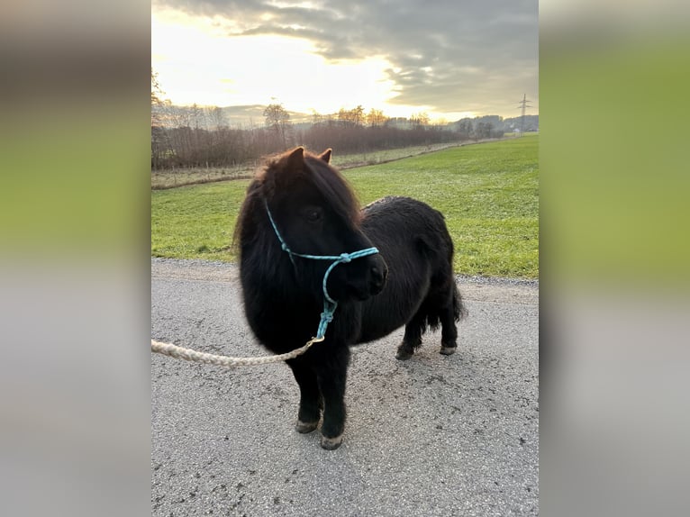 Shetland Ponys Stute 15 Jahre 100 cm Rappe in Leutkirch im Allg&#xE4;u