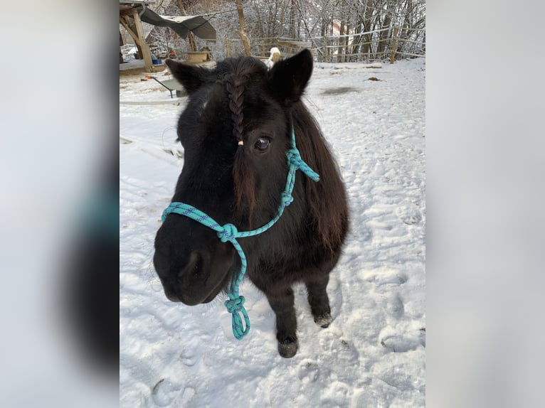 Shetland Ponys Stute 15 Jahre 100 cm Rappe in Leutkirch im Allg&#xE4;u
