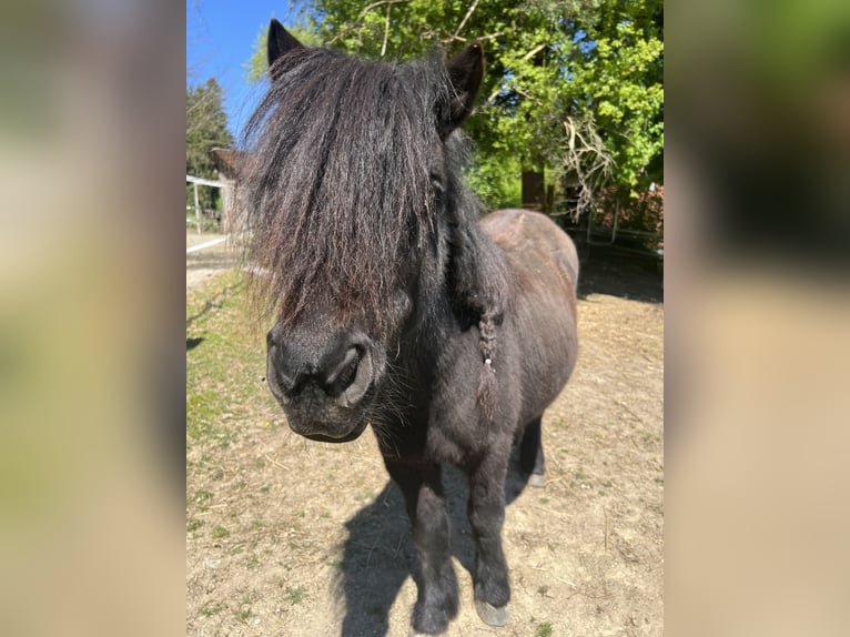 Shetland Ponys Stute 15 Jahre 100 cm Rappe in Leutkirch im Allg&#xE4;u