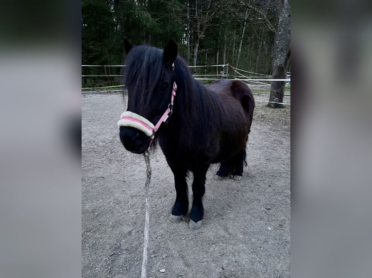 Shetland Ponys Stute 15 Jahre 100 cm Rappe in Leutkirch im Allg&#xE4;u