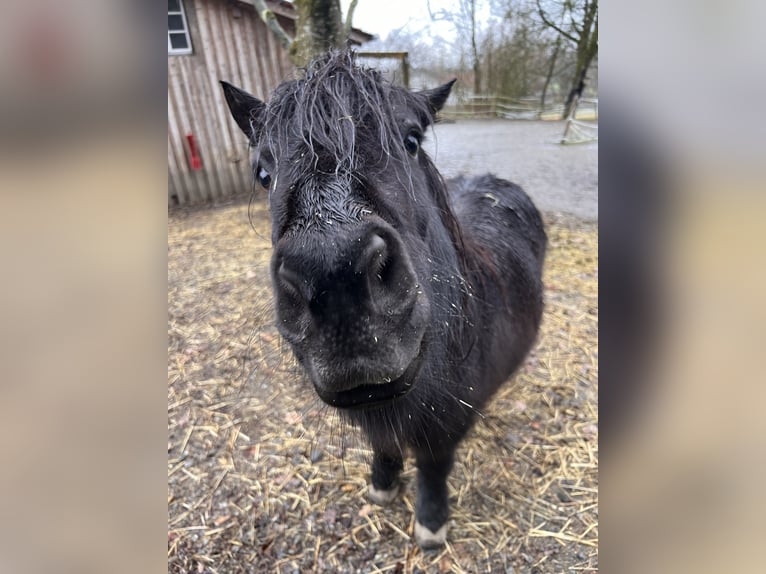 Shetland Ponys Stute 15 Jahre 100 cm Rappe in Leutkirch im Allg&#xE4;u