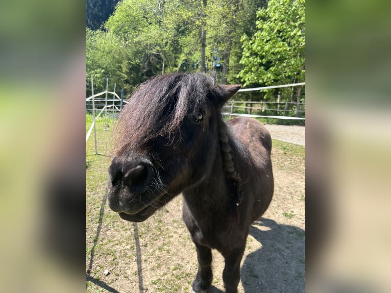 Shetland Ponys Stute 15 Jahre 100 cm Rappe in Leutkirch im Allg&#xE4;u