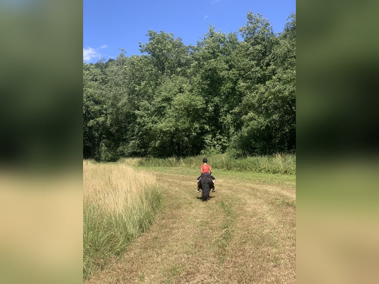 Shetland Ponys Stute 15 Jahre 100 cm Rappe in Leutkirch im Allg&#xE4;u