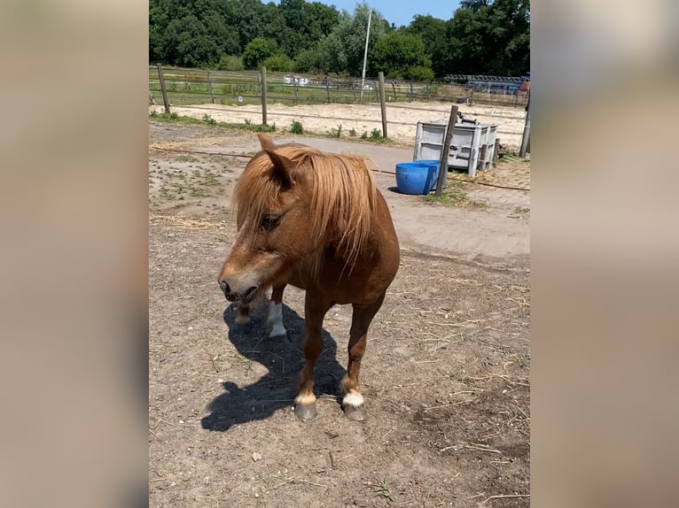Shetland Ponys Stute 15 Jahre 100 cm Roan-Red in Oss
