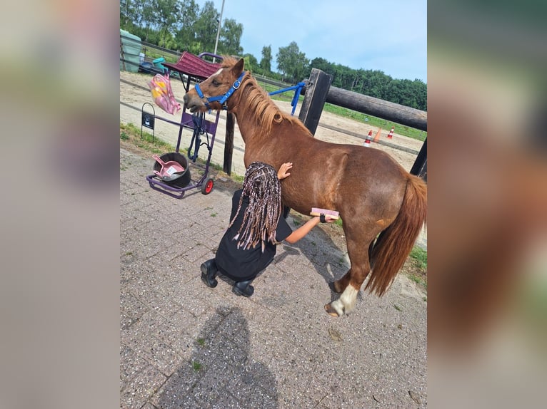 Shetland Ponys Stute 15 Jahre 100 cm Roan-Red in Oss