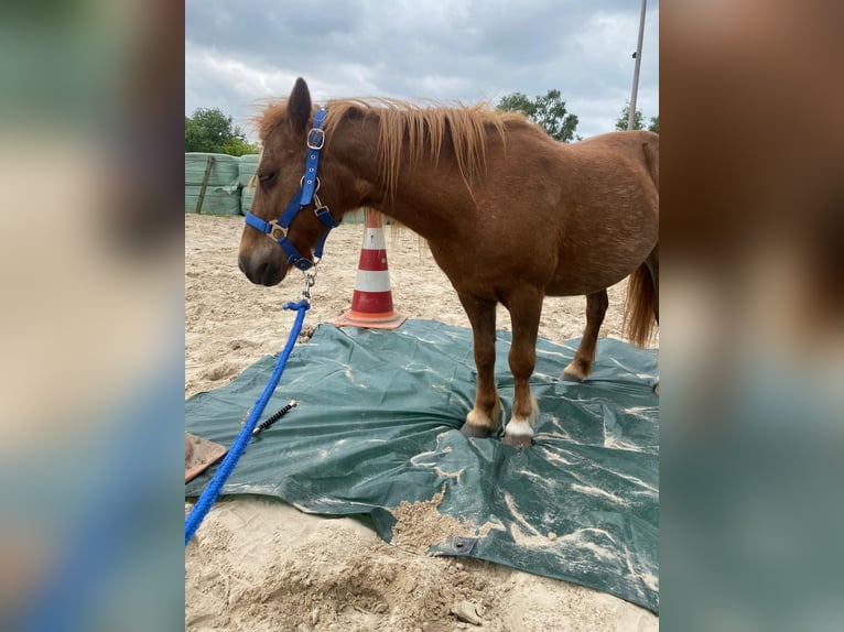 Shetland Ponys Stute 15 Jahre 100 cm Roan-Red in Oss
