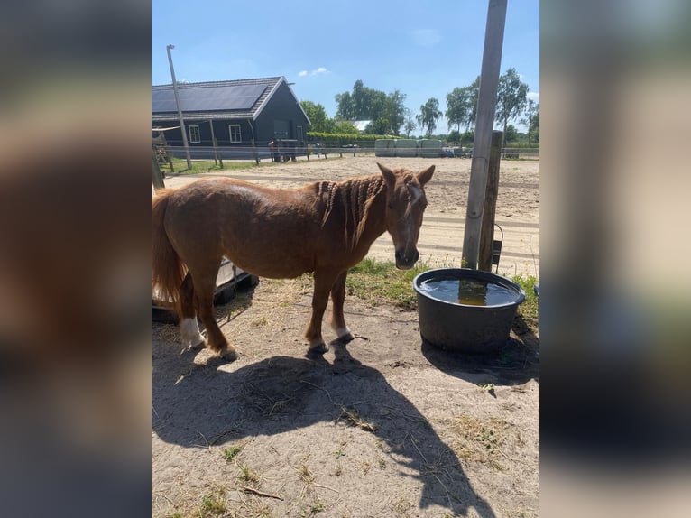 Shetland Ponys Stute 15 Jahre 100 cm Roan-Red in Oss
