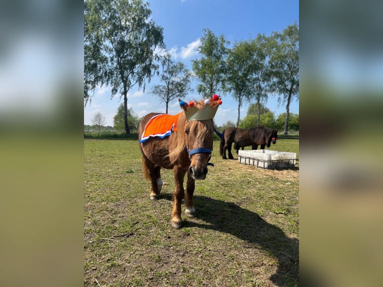Shetland Ponys Stute 15 Jahre 100 cm Roan-Red in Oss