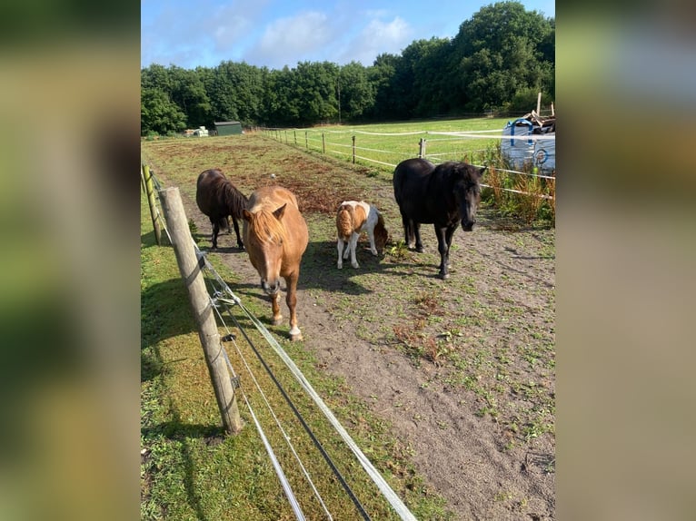Shetland Ponys Stute 15 Jahre 100 cm Roan-Red in Oss