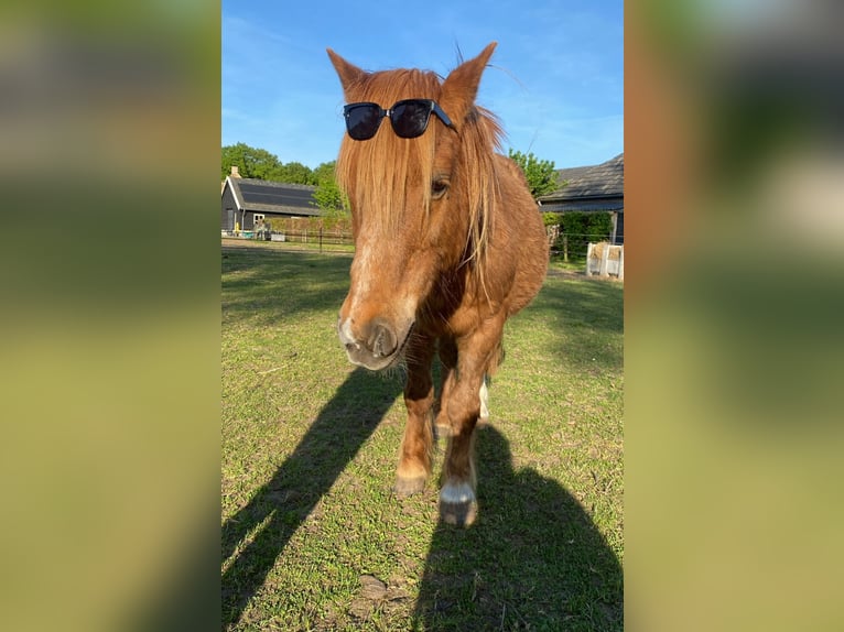 Shetland Ponys Stute 15 Jahre 100 cm Roan-Red in Oss