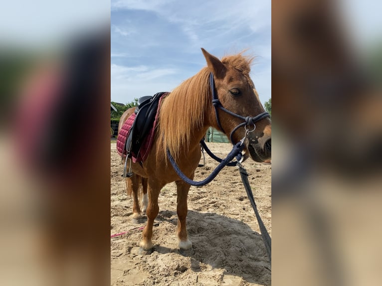 Shetland Ponys Stute 15 Jahre 100 cm Roan-Red in Oss