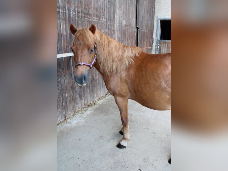 Shetland Ponys Stute 15 Jahre 110 cm Fuchs in Buch am Buchrain