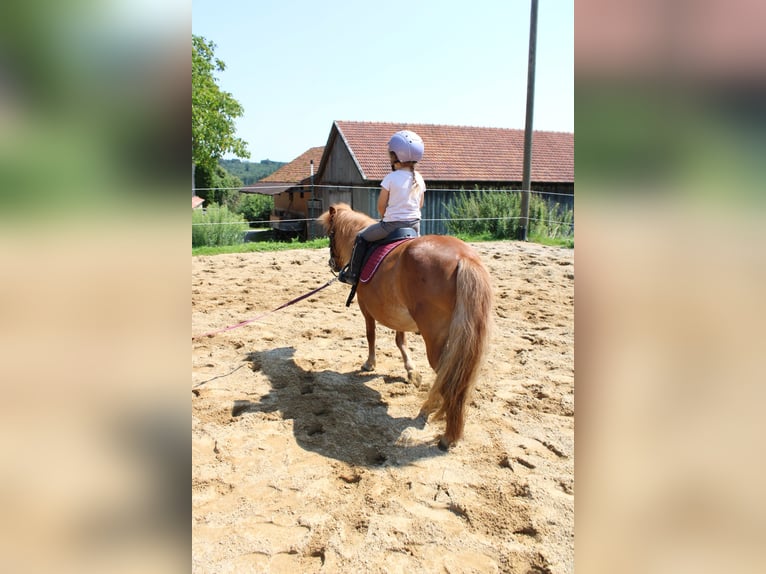 Shetland Ponys Stute 15 Jahre 110 cm Fuchs in Buch am Buchrain