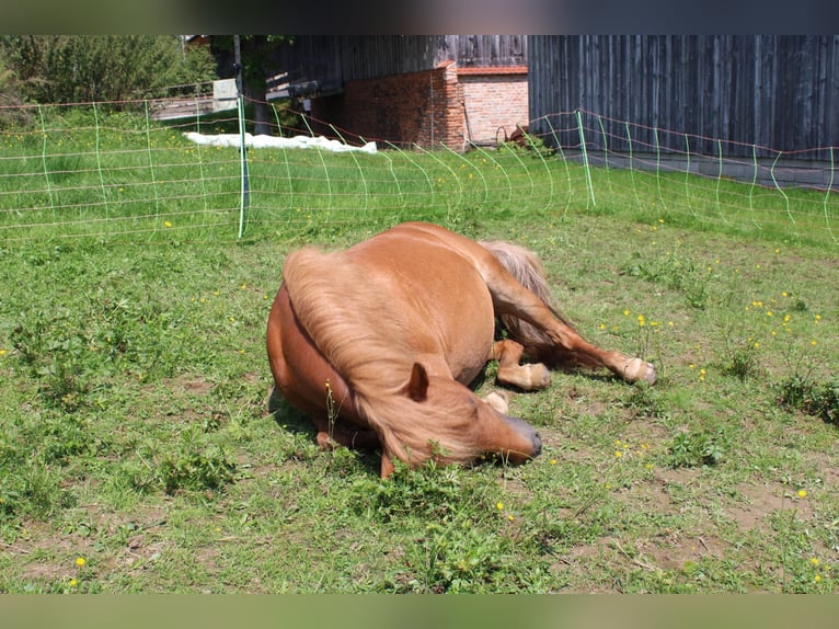 Shetland Ponys Stute 15 Jahre 110 cm Fuchs in Buch am Buchrain