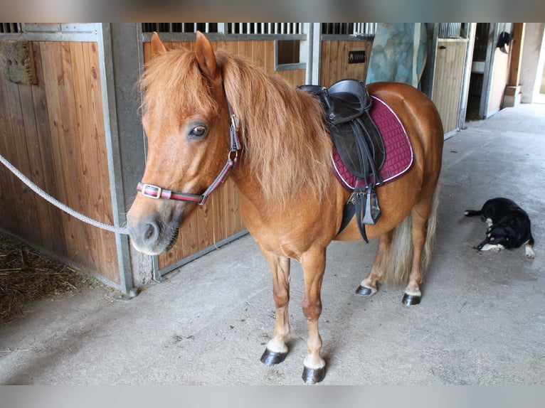 Shetland Ponys Stute 15 Jahre 110 cm Fuchs in Buch am Buchrain