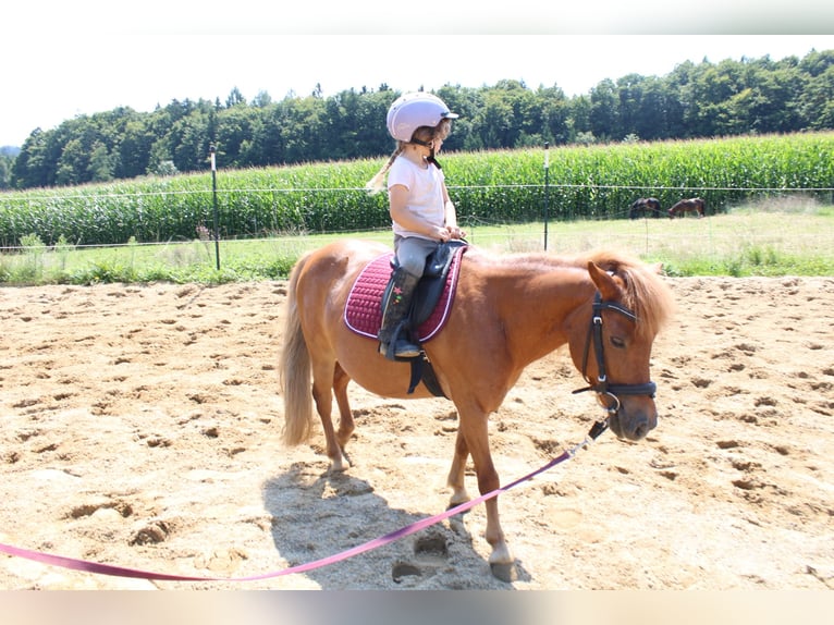 Shetland Ponys Stute 15 Jahre 110 cm Fuchs in Buch am Buchrain