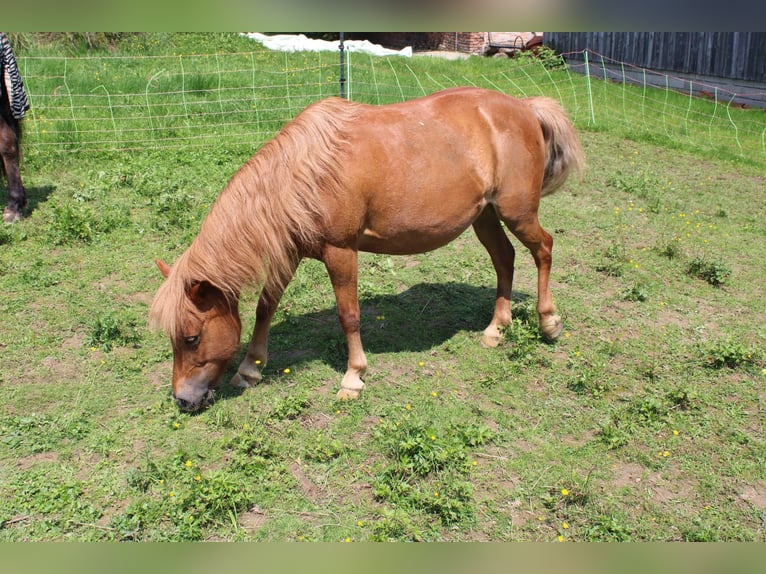 Shetland Ponys Stute 15 Jahre 110 cm Fuchs in Buch am Buchrain