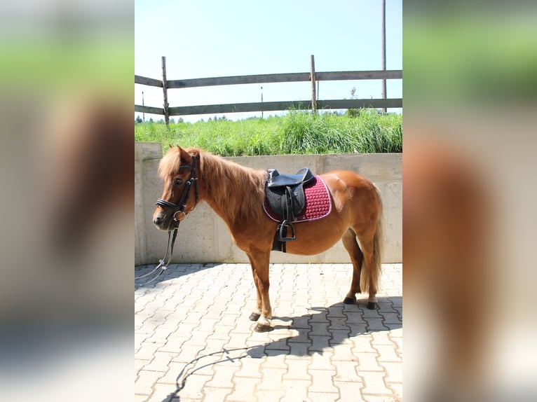 Shetland Ponys Stute 15 Jahre 110 cm Fuchs in Buch am Buchrain